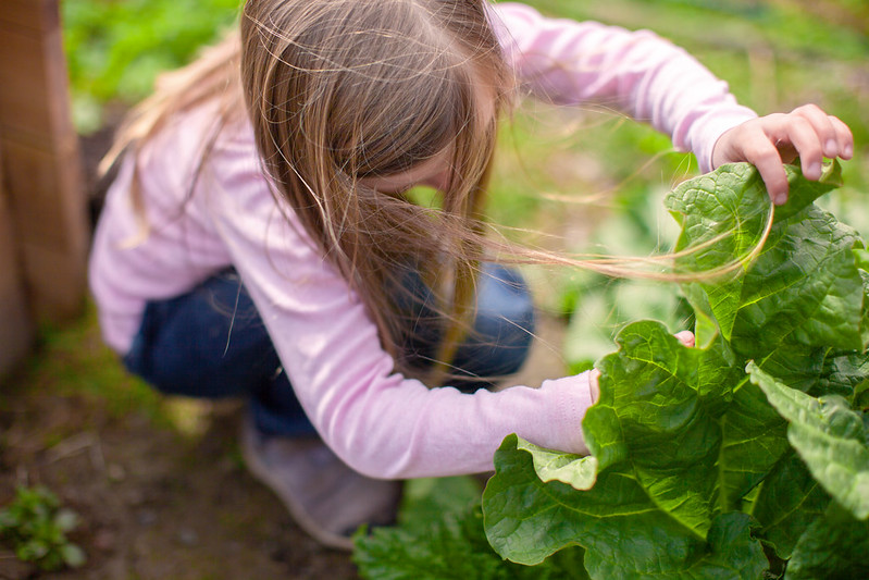 Ung jente som tar på grønnsaker i en hage.