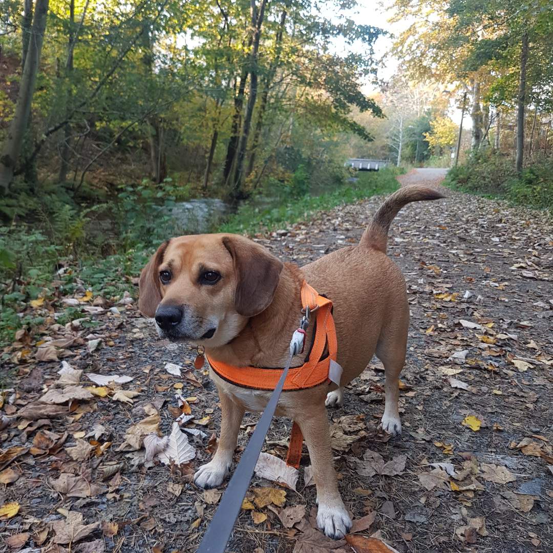 Hunden Boss på tur i skogen. 
