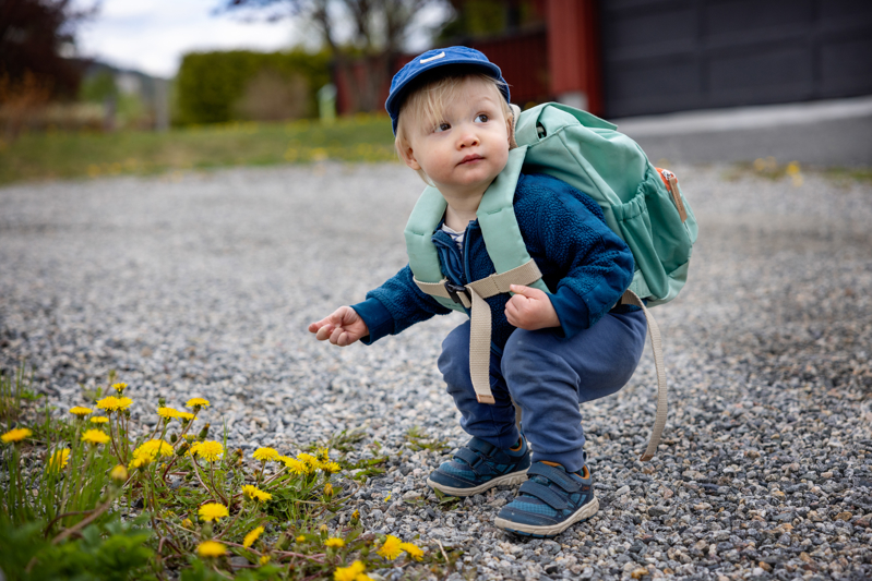 Liten gutt plukker blomster i veikanten
